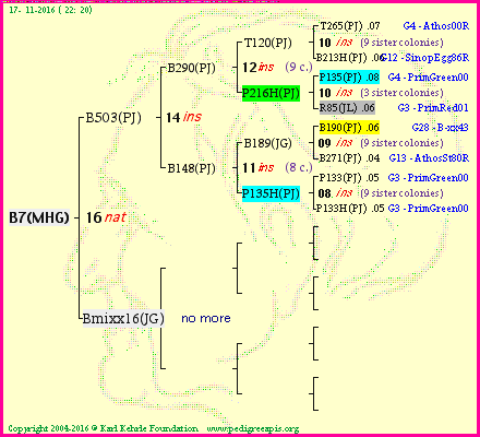 Pedigree of B7(MHG) :
four generations presented