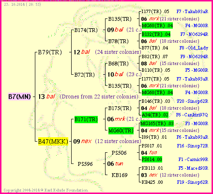 Pedigree of B7(MN) :
four generations presented