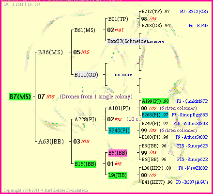 Pedigree of B7(MS) :
four generations presented