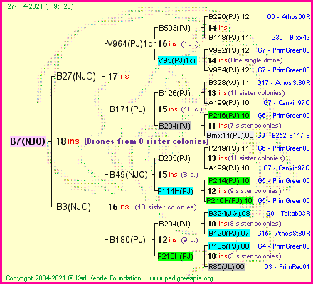 Pedigree of B7(NJO) :
four generations presented
it's temporarily unavailable, sorry!