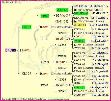 Pedigree of B7(NR) :
four generations presented