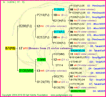 Pedigree of B7(PB) :
four generations presented<br />it's temporarily unavailable, sorry!