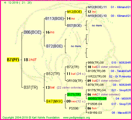 Pedigree of B7(PF) :
four generations presented
it's temporarily unavailable, sorry!