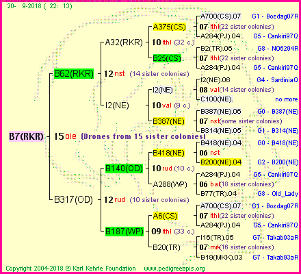 Pedigree of B7(RKR) :
four generations presented<br />it's temporarily unavailable, sorry!