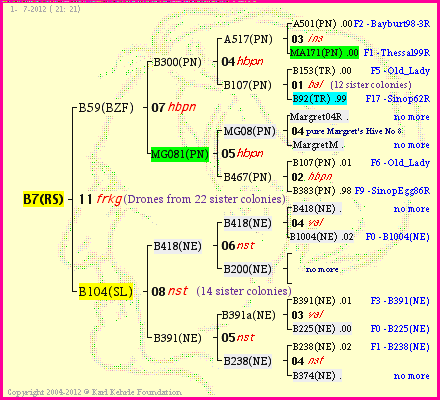 Pedigree of B7(RS) :
four generations presented