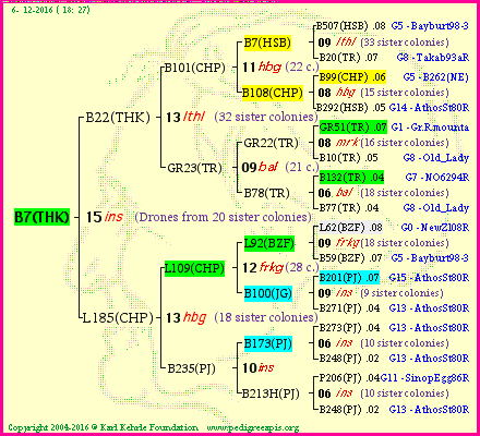 Pedigree of B7(THK) :
four generations presented<br />it's temporarily unavailable, sorry!