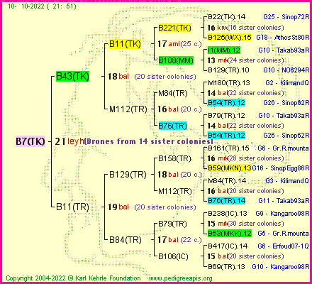 Pedigree of B7(TK) :
four generations presented
it's temporarily unavailable, sorry!