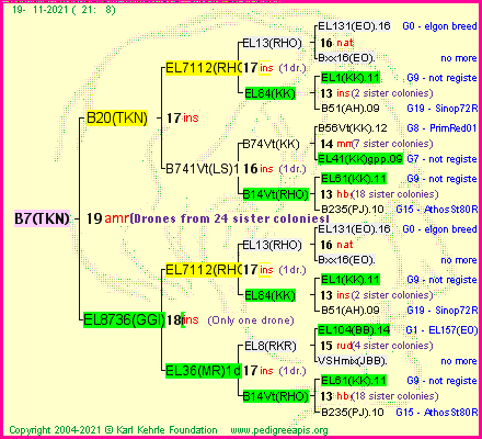 Pedigree of B7(TKN) :
four generations presented
it's temporarily unavailable, sorry!