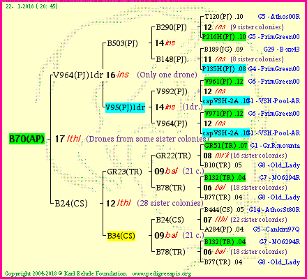 Pedigree of B70(AP) :
four generations presented