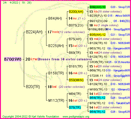 Pedigree of B70(ISW) :
four generations presented
it's temporarily unavailable, sorry!