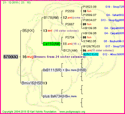 Pedigree of B70(KK) :
four generations presented<br />it's temporarily unavailable, sorry!