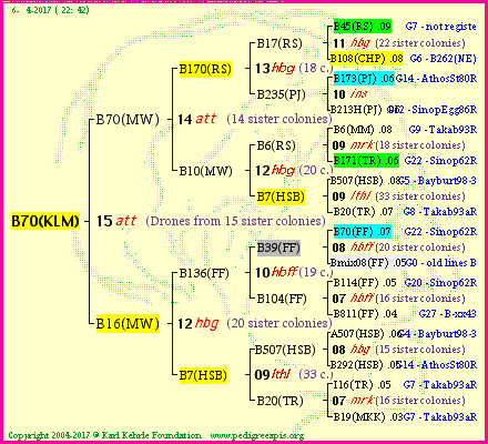 Pedigree of B70(KLM) :
four generations presented