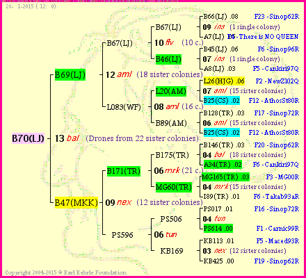 Pedigree of B70(LJ) :
four generations presented