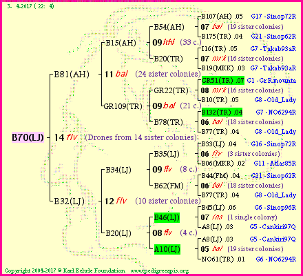 Pedigree of B70(LJ) :
four generations presented