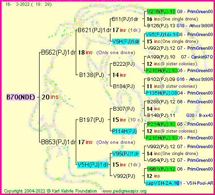 Pedigree of B70(NDE) :
four generations presented
it's temporarily unavailable, sorry!