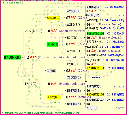 Pedigree of B70(RKR) :
four generations presented