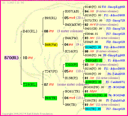 Pedigree of B70(RL) :
four generations presented