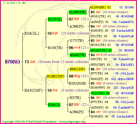 Pedigree of B70(SL) :
four generations presented