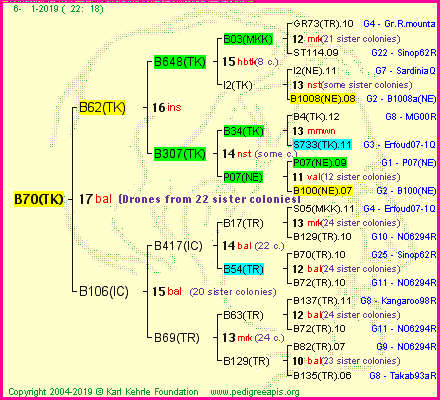 Pedigree of B70(TK) :
four generations presented<br />it's temporarily unavailable, sorry!