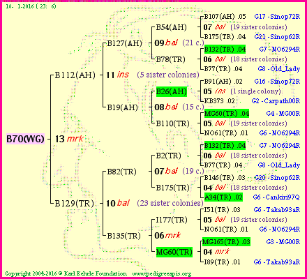 Pedigree of B70(WG) :
four generations presented