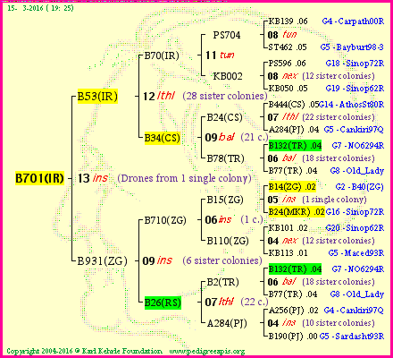 Pedigree of B701(IR) :
four generations presented