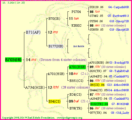 Pedigree of B703(IR) :
four generations presented