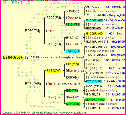 Pedigree of B704(GBL) :
four generations presented<br />it's temporarily unavailable, sorry!