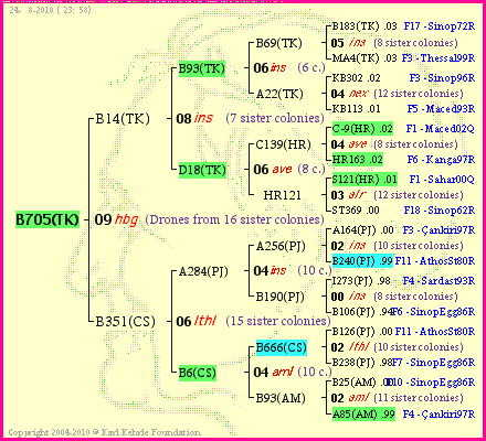 Pedigree of B705(TK) :
four generations presented