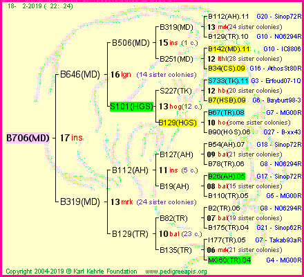 Pedigree of B706(MD) :
four generations presented<br />it's temporarily unavailable, sorry!