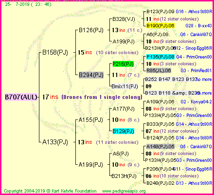 Pedigree of B707(AUL) :
four generations presented<br />it's temporarily unavailable, sorry!