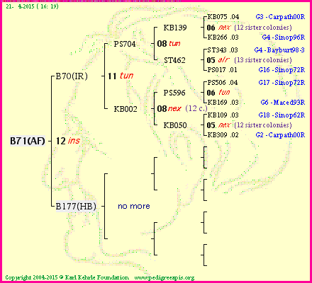 Pedigree of B71(AF) :
four generations presented