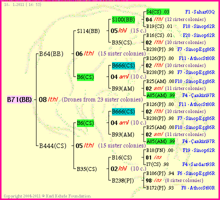 Pedigree of B71(BB) :
four generations presented