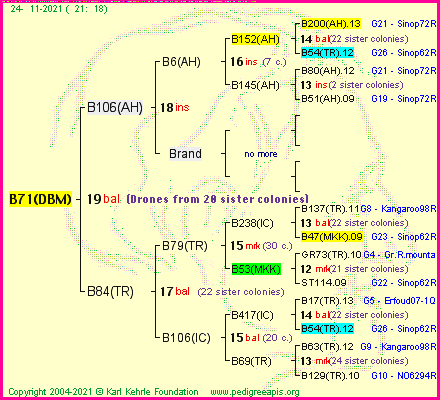 Pedigree of B71(DBM) :
four generations presented
it's temporarily unavailable, sorry!