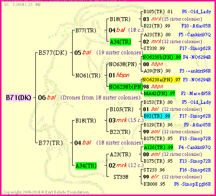 Pedigree of B71(DK) :
four generations presented