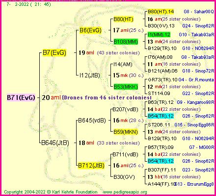 Pedigree of B71(EvG) :
four generations presented
it's temporarily unavailable, sorry!