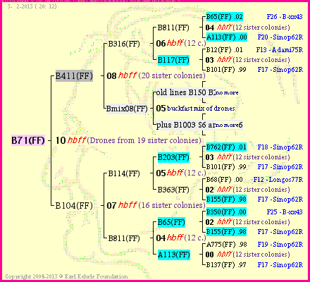 Pedigree of B71(FF) :
four generations presented