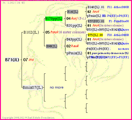 Pedigree of B71(JL) :
four generations presented