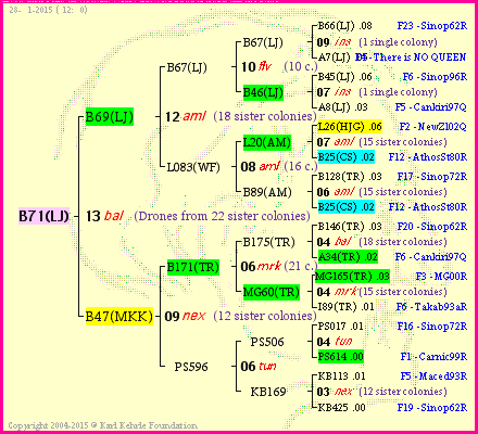 Pedigree of B71(LJ) :
four generations presented