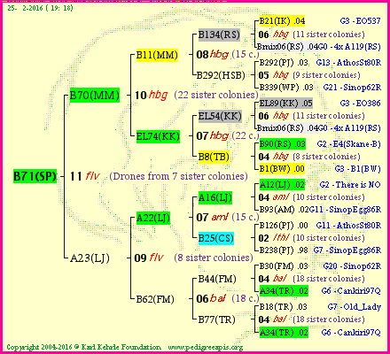 Pedigree of B71(SP) :
four generations presented