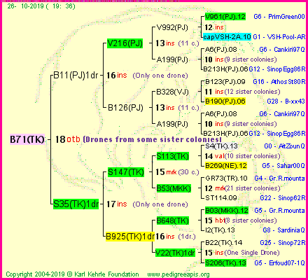 Pedigree of B71(TK) :
four generations presented<br />it's temporarily unavailable, sorry!