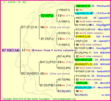 Pedigree of B710(CLM) :
four generations presented<br />it's temporarily unavailable, sorry!