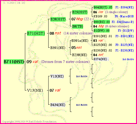 Pedigree of B711(HST) :
four generations presented