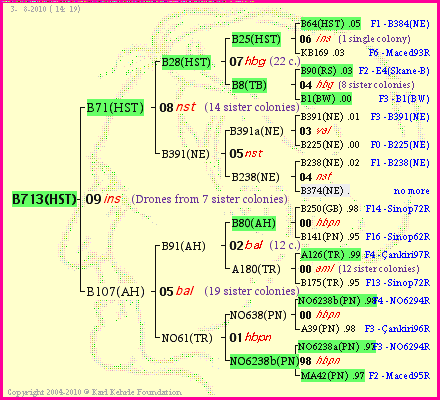 Pedigree of B713(HST) :
four generations presented