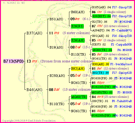 Pedigree of B713(SPD) :
four generations presented