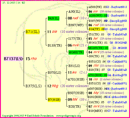 Pedigree of B7137(LS) :
four generations presented