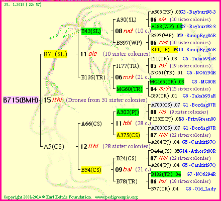 Pedigree of B715(BMH) :
four generations presented