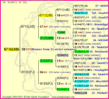 Pedigree of B716(JtB) :
four generations presented
it's temporarily unavailable, sorry!