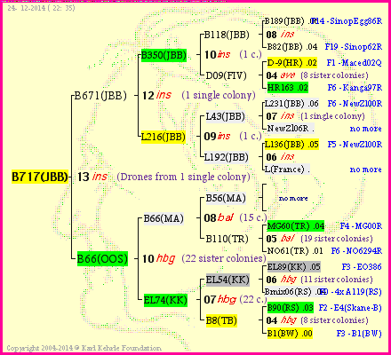 Pedigree of B717(JBB) :
four generations presented