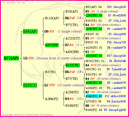 Pedigree of B72(AP) :
four generations presented