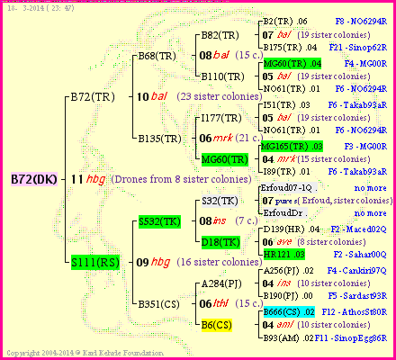 Pedigree of B72(DK) :
four generations presented